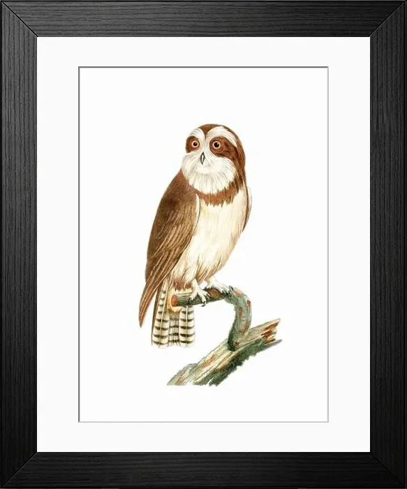 Framed Print : Owl. Vintage inspired bird art. Digital Watercolor painting on a soft textured white background Framed Print : Owl. Vintage inspired bird art. Digital Watercolor painting on a soft textured white background