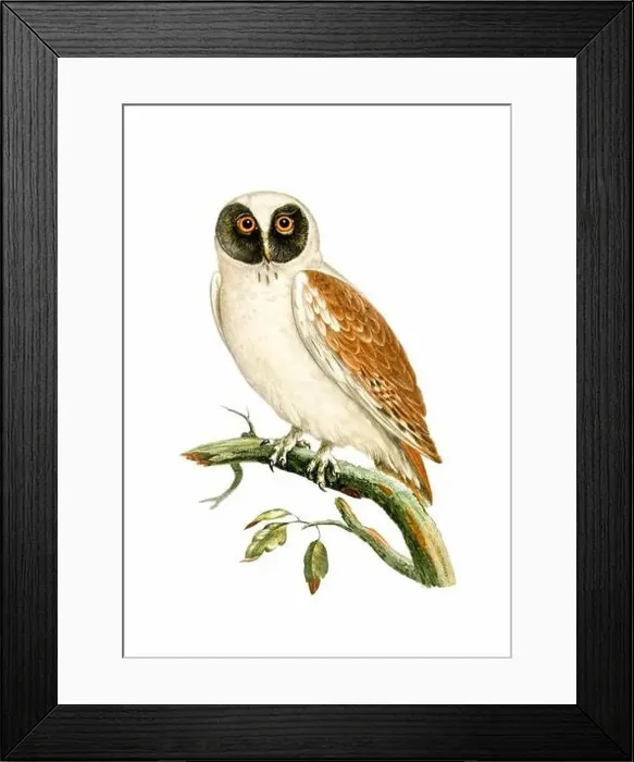 Framed Print : Owl. Vintage inspired bird art. Digital Watercolor painting on a soft textured white background Framed Print : Owl. Vintage inspired bird art. Digital Watercolor painting on a soft textured white background