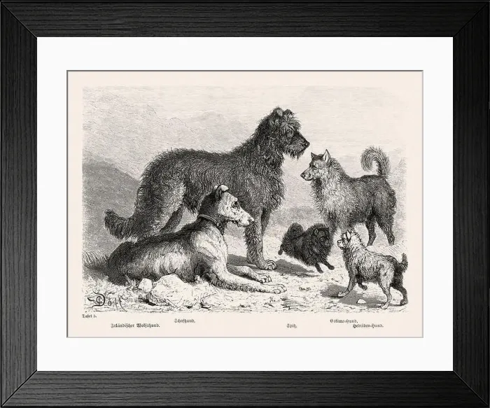 Framed Print : 19th Century Purebred Dog Illustration Framed Print : 19th Century Purebred Dog Illustration
