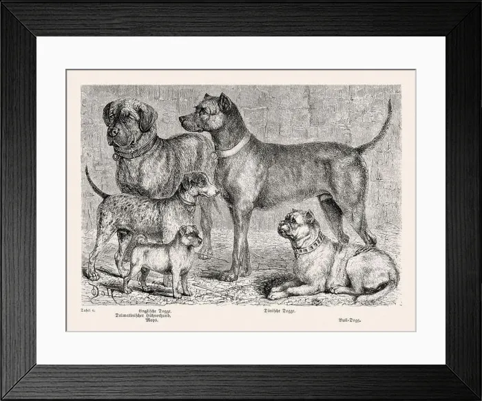Framed Print : 19th Century Purebred Dog Illustration Framed Print : 19th Century Purebred Dog Illustration