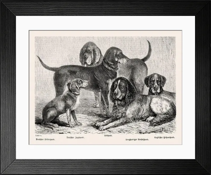 Framed Print : 19th Century Purebred Dog Illustration Framed Print : 19th Century Purebred Dog Illustration