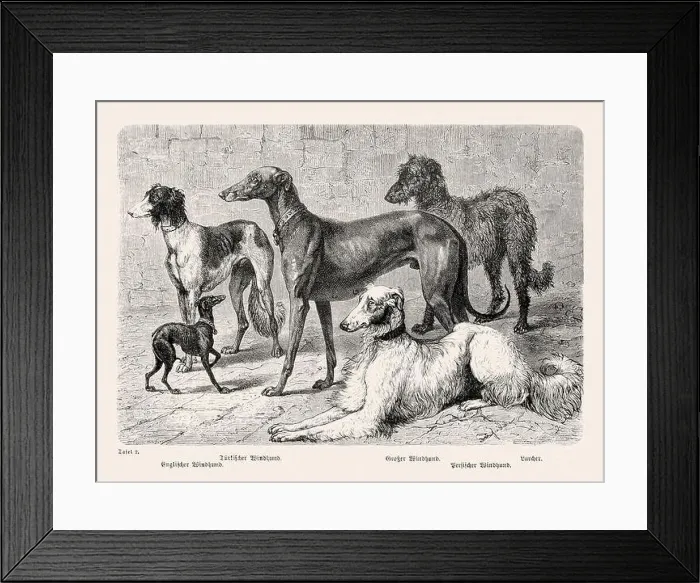 Framed Print : 19th Century Purebred Dog Illustration Framed Print : 19th Century Purebred Dog Illustration