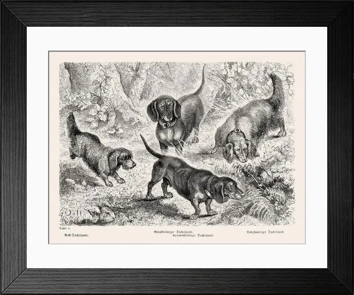 Framed Print : 19th Century Purebred Dog Illustration Framed Print : 19th Century Purebred Dog Illustration