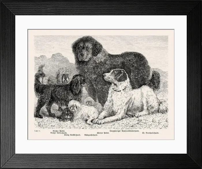 Framed Print : 19th Century Purebred Dog Illustration Framed Print : 19th Century Purebred Dog Illustration