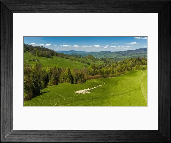 Framed Print : Traditional sheep pasture on meadow in Pieniny Mountains in Poland. Aerial drone view Framed Print : Traditional sheep pasture on meadow in Pieniny Mountains in Poland. Aerial drone view