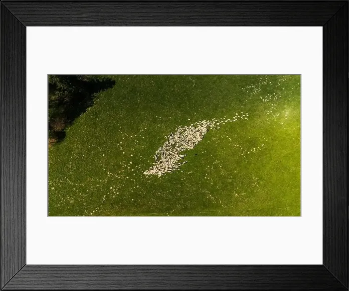 Framed Print : Traditional sheep pasture on meadow in Pieniny Mountains in Poland. Aerial drone view Framed Print : Traditional sheep pasture on meadow in Pieniny Mountains in Poland. Aerial drone view