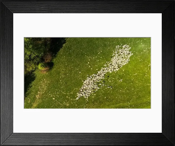 Framed Print : Traditional sheep pasture on meadow in Pieniny Mountains in Poland. Aerial drone view Framed Print : Traditional sheep pasture on meadow in Pieniny Mountains in Poland. Aerial drone view