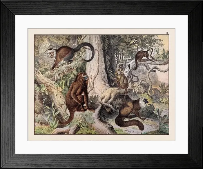 Framed Print : Vintage Animal illustration published in a German natural history book in the 19th century, circa 1870 Framed Print : Vintage Animal illustration published in a German natural history book in the 19th century, circa 1870