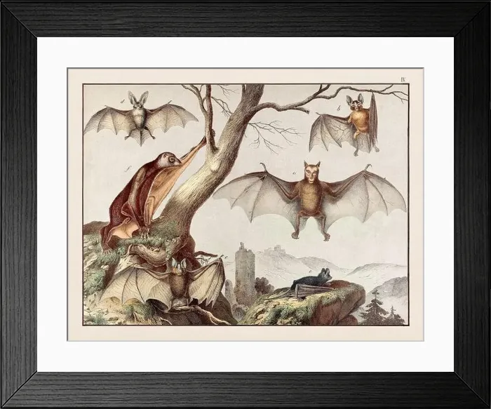 Framed Print : Vintage Animal illustration published in a German natural history book in the 19th century, circa 1870 Framed Print : Vintage Animal illustration published in a German natural history book in the 19th century, circa 1870