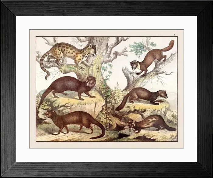 Framed Print : Vintage Animal illustration published in a German natural history book in the 19th century, circa 1870 Framed Print : Vintage Animal illustration published in a German natural history book in the 19th century, circa 1870
