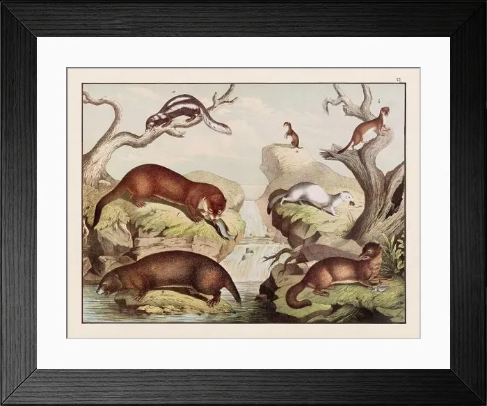 Framed Print : Vintage Animal illustration published in a German natural history book in the 19th century, circa 1870 Framed Print : Vintage Animal illustration published in a German natural history book in the 19th century, circa 1870