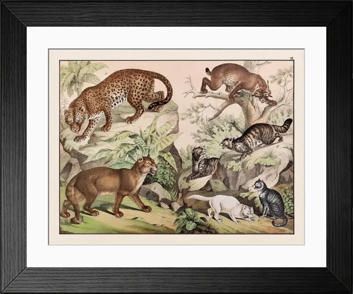 Framed Print : Vintage Animal illustration published in a German natural history book in the 19th century, circa 1870 Framed Print : Vintage Animal illustration published in a German natural history book in the 19th century, circa 1870