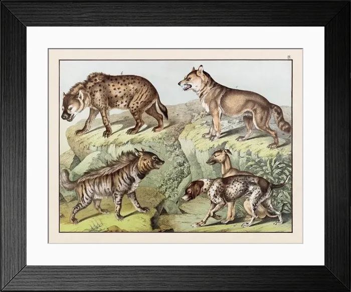 Framed Print : Vintage Animal illustration published in a German natural history book in the 19th century, circa 1870 Framed Print : Vintage Animal illustration published in a German natural history book in the 19th century, circa 1870