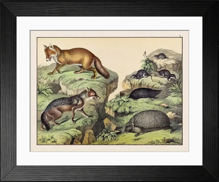 Framed Print : Vintage Animal illustration published in a German natural history book in the 19th century, circa 1870 Framed Print : Vintage Animal illustration published in a German natural history book in the 19th century, circa 1870
