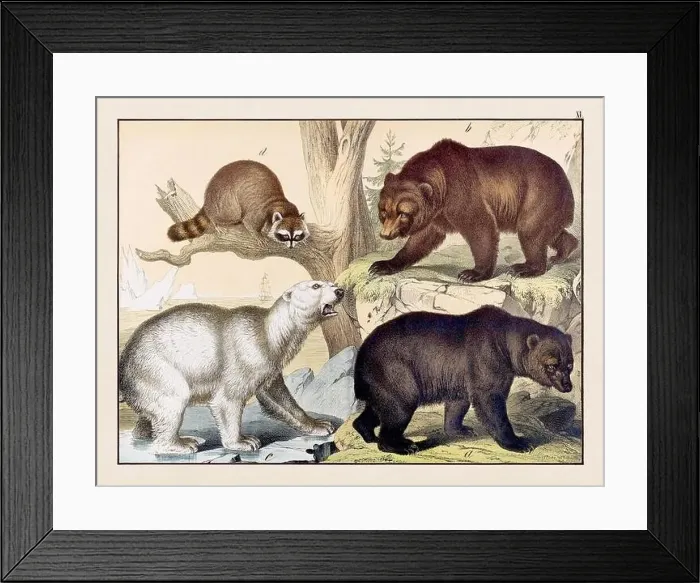 Framed Print : Vintage Animal illustration published in a German natural history book in the 19th century, circa 1870 Framed Print : Vintage Animal illustration published in a German natural history book in the 19th century, circa 1870