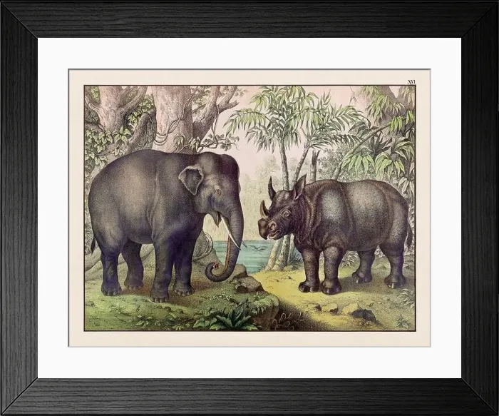 Framed Print : Vintage Animal illustration published in a German natural history book in the 19th century, circa 1870 Framed Print : Vintage Animal illustration published in a German natural history book in the 19th century, circa 1870