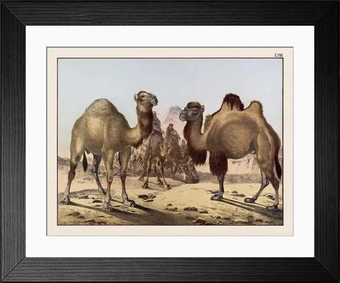 Framed Print : Vintage Animal illustration published in a German natural history book in the 19th century, circa 1870 Framed Print : Vintage Animal illustration published in a German natural history book in the 19th century, circa 1870