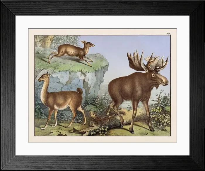 Framed Print : Vintage Animal illustration published in a German natural history book in the 19th century, circa 1870 Framed Print : Vintage Animal illustration published in a German natural history book in the 19th century, circa 1870