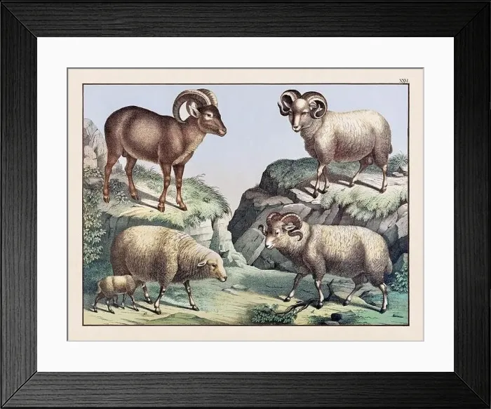 Framed Print : Vintage Animal illustration published in a German natural history book in the 19th century, circa 1870 Framed Print : Vintage Animal illustration published in a German natural history book in the 19th century, circa 1870