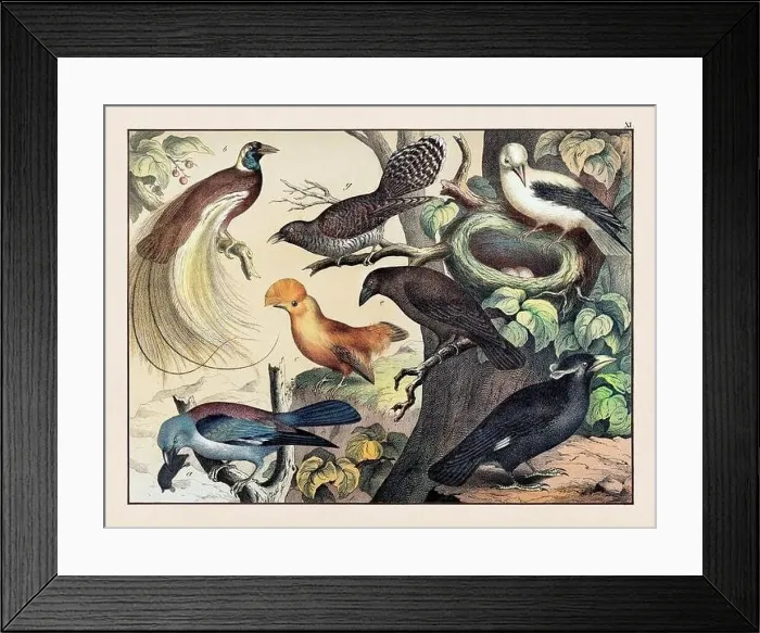 Framed Print : Vintage Bird illustration published in a German natural history book in the 19th century, circa 1870 Framed Print : Vintage Bird illustration published in a German natural history book in the 19th century, circa 1870