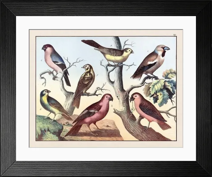 Framed Print : Vintage Bird illustration published in a German natural history book in the 19th century, circa 1870 Framed Print : Vintage Bird illustration published in a German natural history book in the 19th century, circa 1870