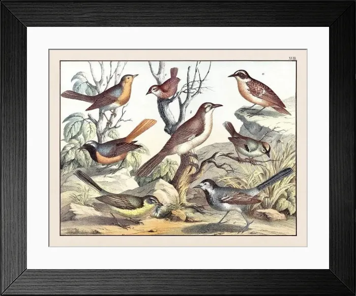 Framed Print : Vintage Bird illustration published in a German natural history book in the 19th century, circa 1870 Framed Print : Vintage Bird illustration published in a German natural history book in the 19th century, circa 1870