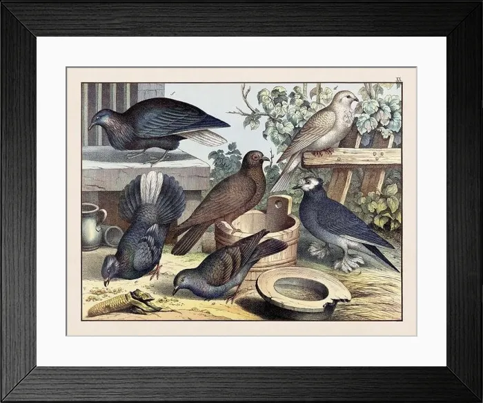 Framed Print : Doves. Vintage Bird illustration published in a German natural history book in the 19th century, circa 1870 Framed Print : Doves. Vintage Bird illustration published in a German natural history book in the 19th century, circa 1870