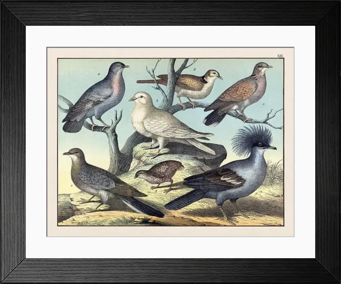 Framed Print : Vintage Bird illustration published in a German natural history book in the 19th century, circa 1870 Framed Print : Vintage Bird illustration published in a German natural history book in the 19th century, circa 1870