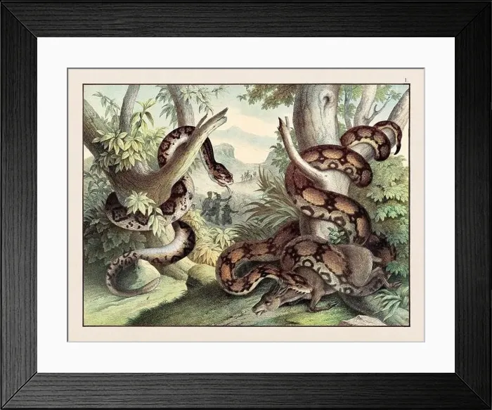 Framed Print : Amphibians. Vintage Reptile illustration published in a German natural history book in the 19th century, circa 1870 Framed Print : Amphibians. Vintage Reptile illustration published in a German natural history book in the 19th century, circa 1870