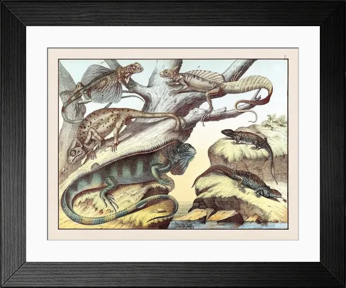 Framed Print : Amphibians. Vintage Reptile illustration published in a German natural history book in the 19th century, circa 1870 Framed Print : Amphibians. Vintage Reptile illustration published in a German natural history book in the 19th century, circa 1870