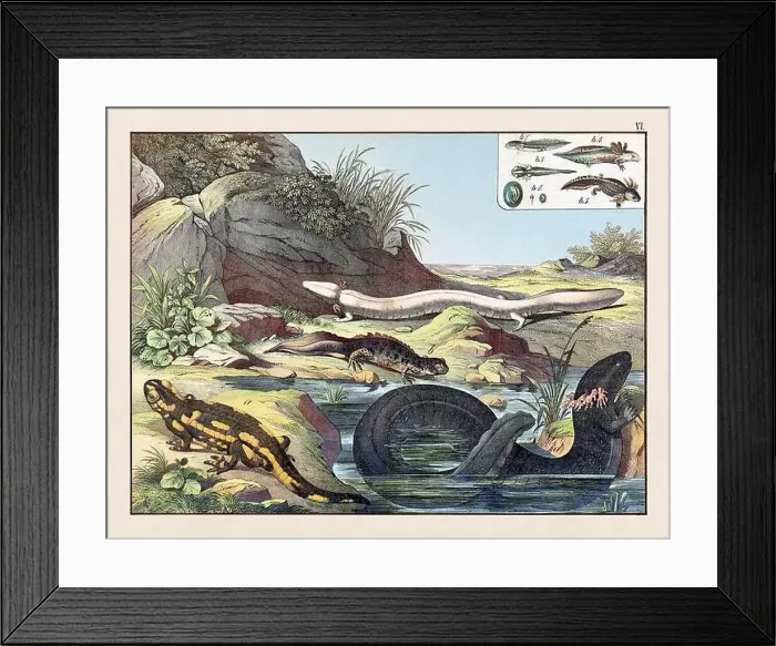 Framed Print : Amphibians. Vintage Animal illustration published in a German natural history book in the 19th century, circa 1870 Framed Print : Amphibians. Vintage Animal illustration published in a German natural history book in the 19th century, circa 1870