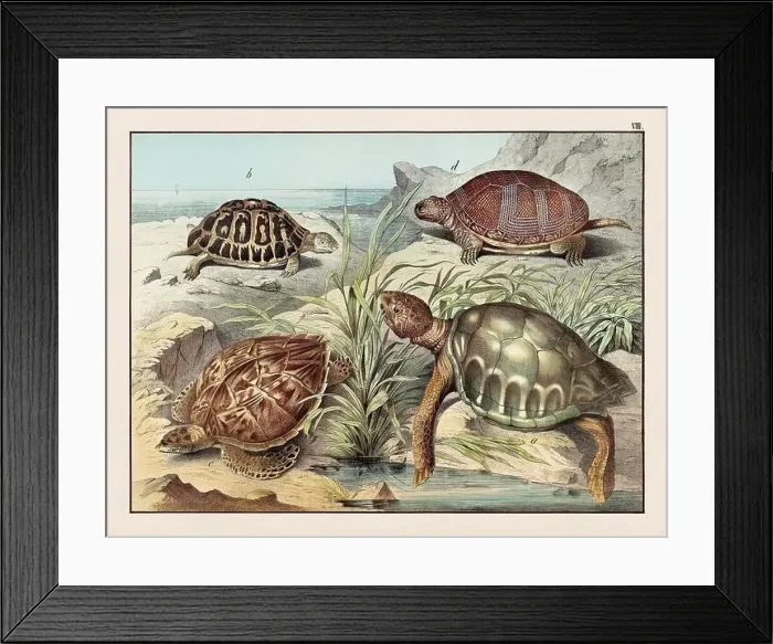 Framed Print : Amphibians. Vintage Turtle illustration published in a German natural history book in the 19th century, circa 1870 Framed Print : Amphibians. Vintage Turtle illustration published in a German natural history book in the 19th century, circa 1870