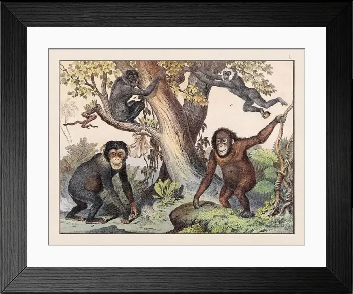 Framed Print : Vintage Animal illustration published in a German natural history book in the 19th century, circa 1870 Framed Print : Vintage Animal illustration published in a German natural history book in the 19th century, circa 1870