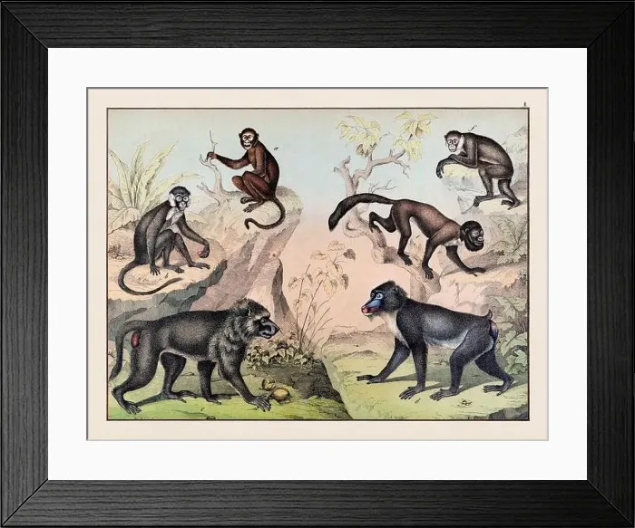 Framed Print : Vintage Animal illustration published in a German natural history book in the 19th century, circa 1870 Framed Print : Vintage Animal illustration published in a German natural history book in the 19th century, circa 1870