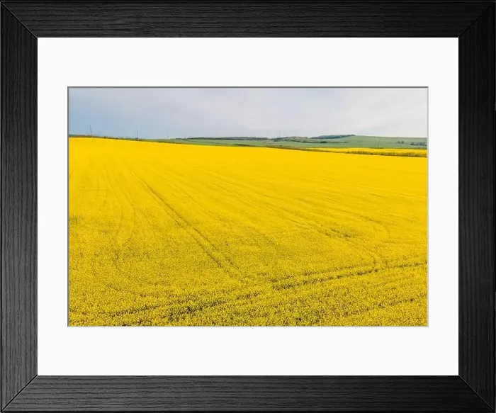 Framed Print : Panorama of blooming rapeseed field. Aerial view Framed Print : Panorama of blooming rapeseed field. Aerial view