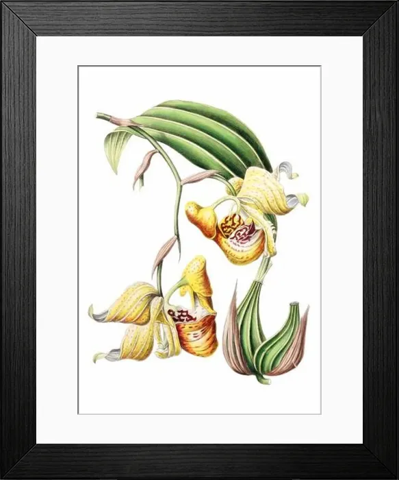 Framed Print : Colorful Flowers: vintage-style flower illustration on a white background Framed Print : Colorful Flowers: vintage-style flower illustration on a white background