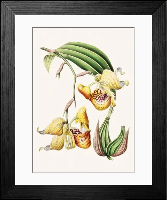 Framed Print : Colorful Flowers: vintage-style flower illustration on a light beige background Framed Print : Colorful Flowers: vintage-style flower illustration on a light beige background