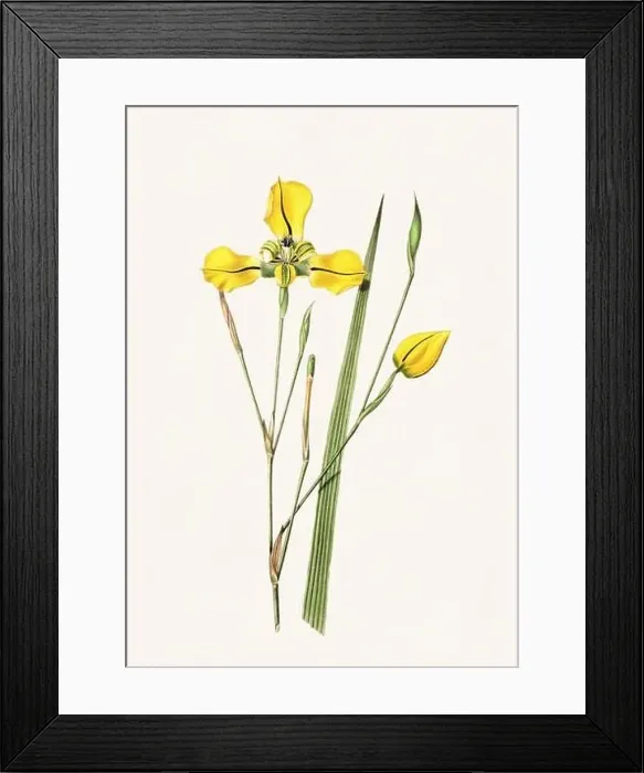 Framed Print : Colorful Flowers: vintage-style flower illustration on a light beige background Framed Print : Colorful Flowers: vintage-style flower illustration on a light beige background