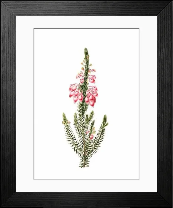 Framed Print : Colorful Flowers: vintage-style flower illustration on a white background Framed Print : Colorful Flowers: vintage-style flower illustration on a white background