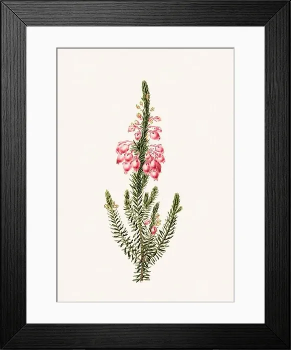 Framed Print : Colorful Flowers: vintage-style flower illustration on a light beige background Framed Print : Colorful Flowers: vintage-style flower illustration on a light beige background