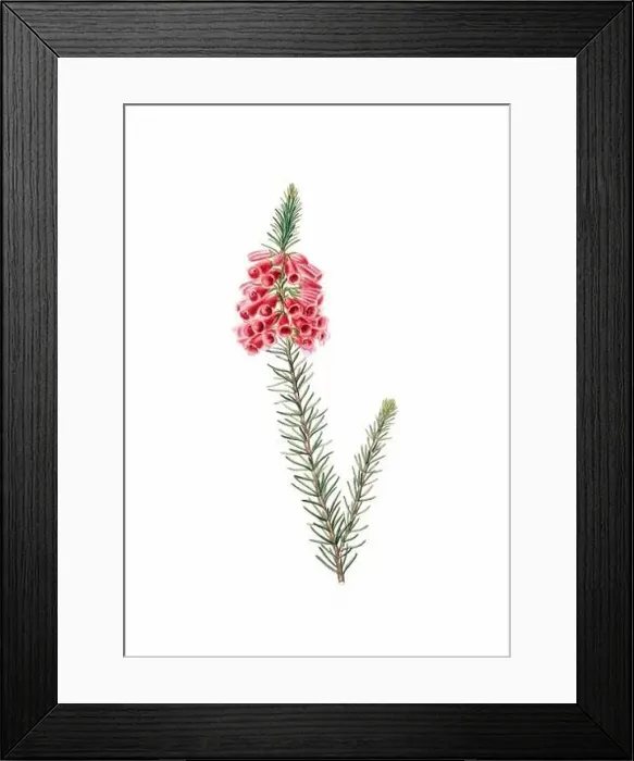 Framed Print : Colorful Flowers: vintage-style flower illustration on a white background