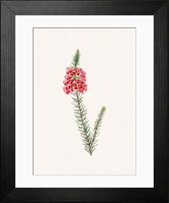Framed Print : Colorful Flowers: vintage-style flower illustration on a light beige background Framed Print : Colorful Flowers: vintage-style flower illustration on a light beige background