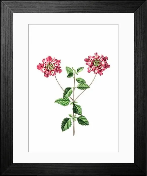 Framed Print : Colorful Flowers: vintage-style flower illustration on a white background Framed Print : Colorful Flowers: vintage-style flower illustration on a white background