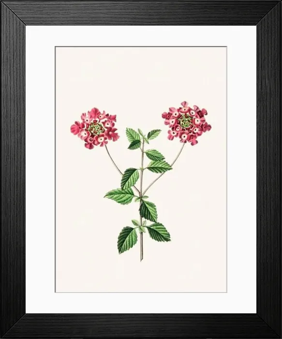 Framed Print : Colorful Flowers: vintage-style flower illustration on a light beige background Framed Print : Colorful Flowers: vintage-style flower illustration on a light beige background