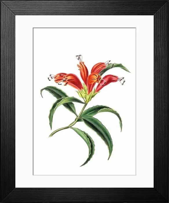 Framed Print : Colorful Flowers: vintage-style flower illustration on a white background Framed Print : Colorful Flowers: vintage-style flower illustration on a white background