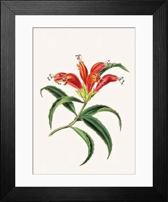 Framed Print : Colorful Flowers: vintage-style flower illustration on a light beige background Framed Print : Colorful Flowers: vintage-style flower illustration on a light beige background