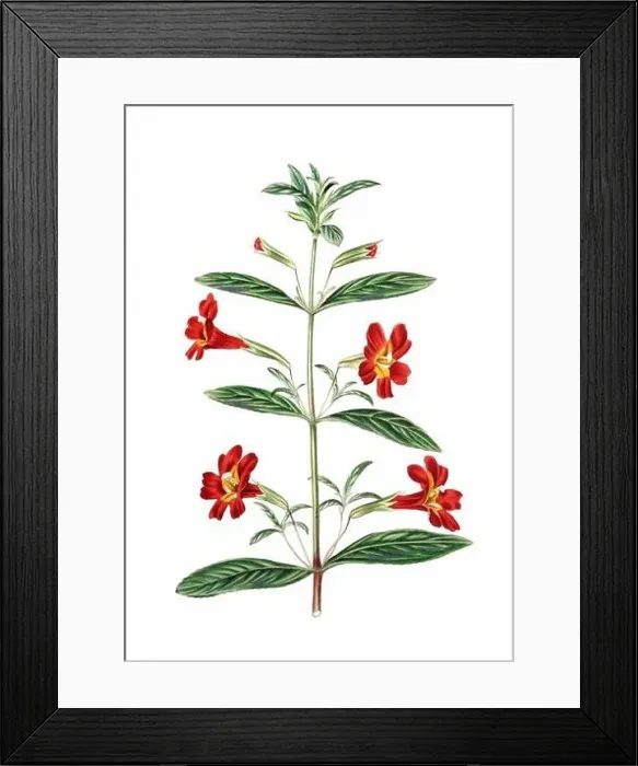 Framed Print : Colorful Flowers: vintage-style flower illustration on a white background Framed Print : Colorful Flowers: vintage-style flower illustration on a white background