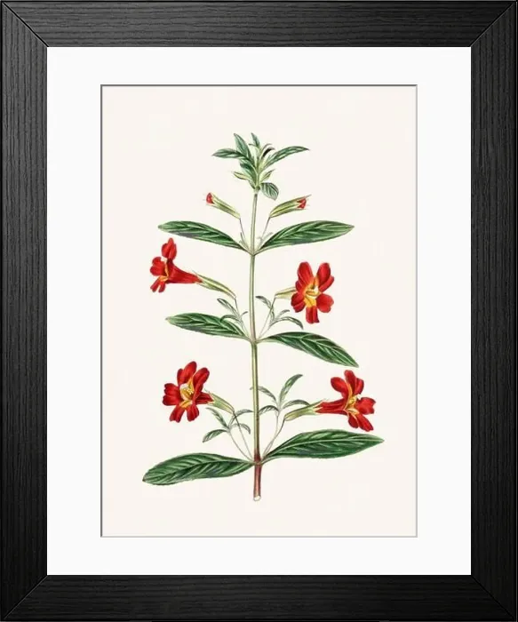 Framed Print : Colorful Flowers: vintage-style flower illustration on a light beige background Framed Print : Colorful Flowers: vintage-style flower illustration on a light beige background