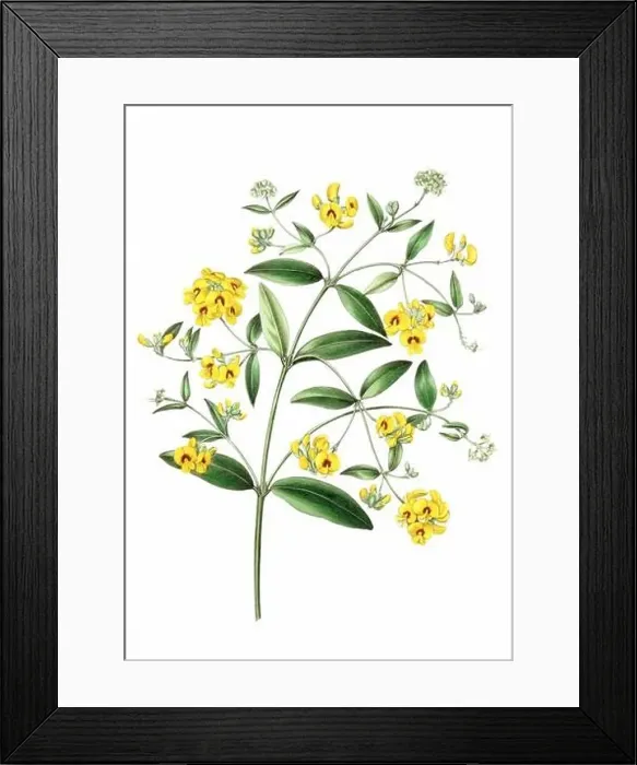 Framed Print : Colorful Flowers: vintage-style flower illustration on a white background Framed Print : Colorful Flowers: vintage-style flower illustration on a white background