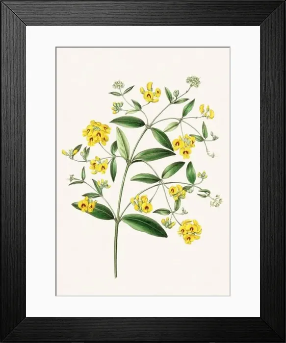 Framed Print : Colorful Flowers: vintage-style flower illustration on a light beige background Framed Print : Colorful Flowers: vintage-style flower illustration on a light beige background